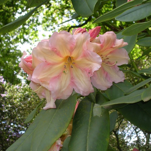 Rhododendron Fred Wynniatt