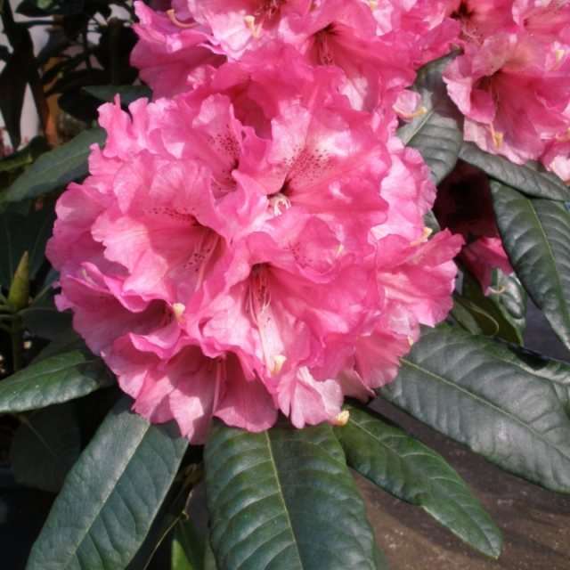 Rhododendron Fulbrook