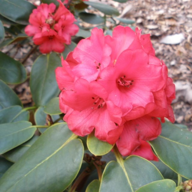 Rhododendron fulgens