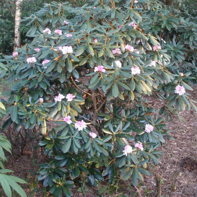 Rhododendron fulvum AGM - Buy fulvum Rhododendrons Online - Millais  Nurseries