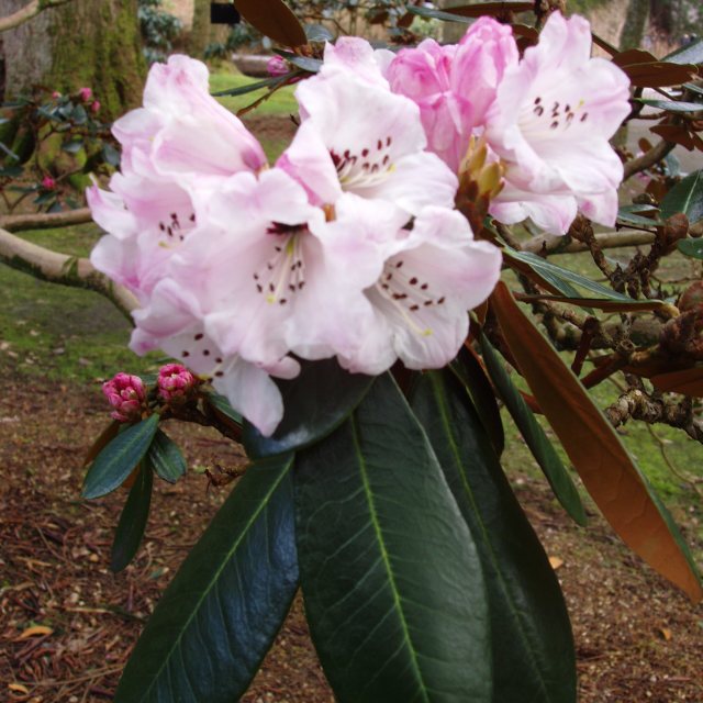 Rhododendron fulvum  AFF KR9861