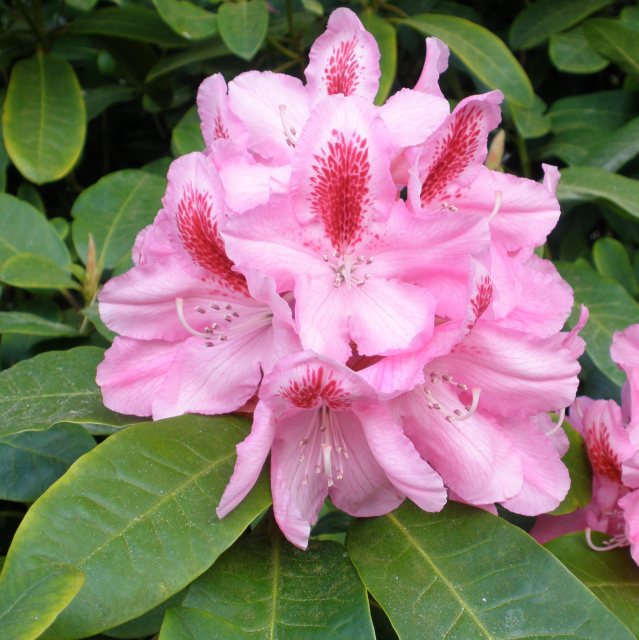 Rhododendron Furnivall's Daughter - Buy Furnivall's Daughter Rhododendrons  - Millais Nurseries