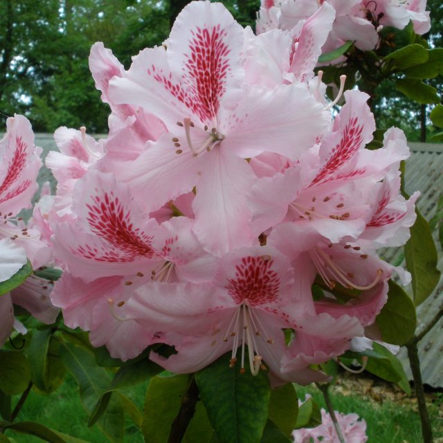 Rhododendron Furnivall's Daughter - Buy Furnivall's Daughter Rhododendrons  - Millais Nurseries