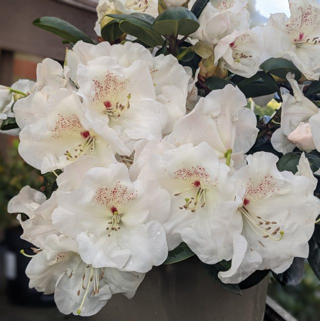 Rhododendron Gartendirektor Rieger  AGM