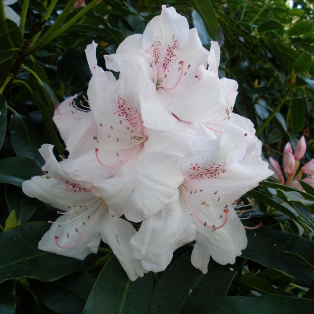 Rhododendron Geoffroy Millais