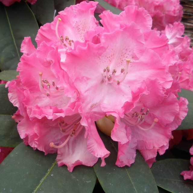 Rhododendron Germania INKARHO