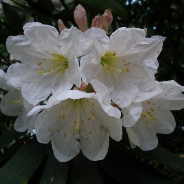 Rhododendron glanduliferum