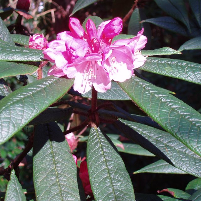 Rhododendron glischrum