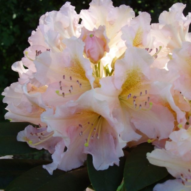 Rhododendron Gloria.