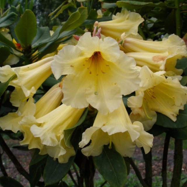 Rhododendron Golden Splendour
