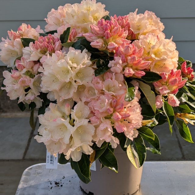 Golden Torch Rhododendron AGM - Buy Golden Torch yakushimanum online -  Millais Nurseries