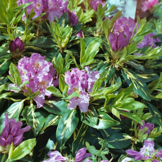 Rhododendron Goldflimmer