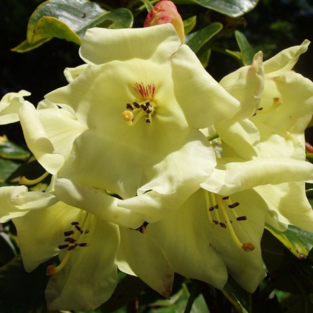 Rhododendron Goldika