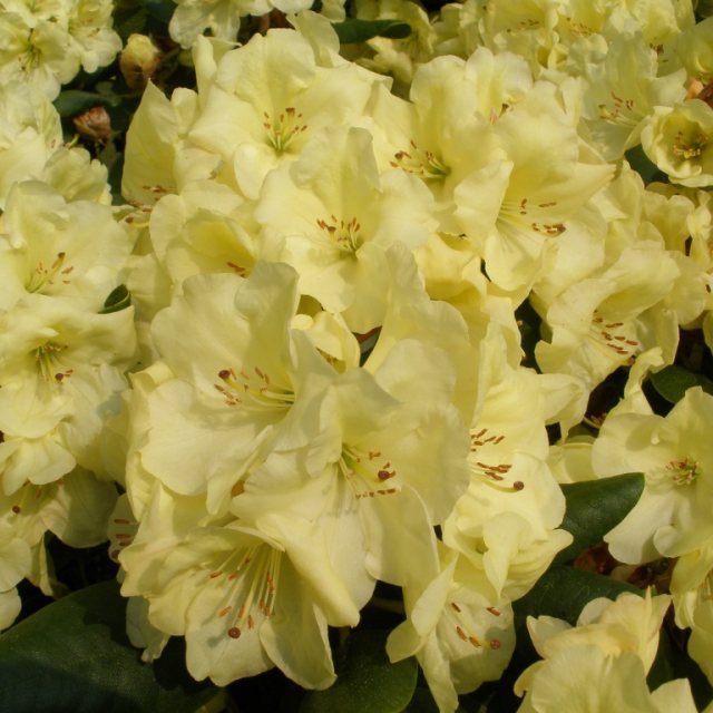 Rhododendron Goldinetta