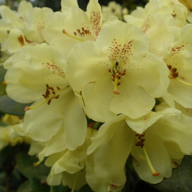 Rhododendron Goldkrone  AGM