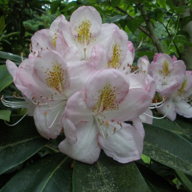 Rhododendron Gomer Waterer  AGM