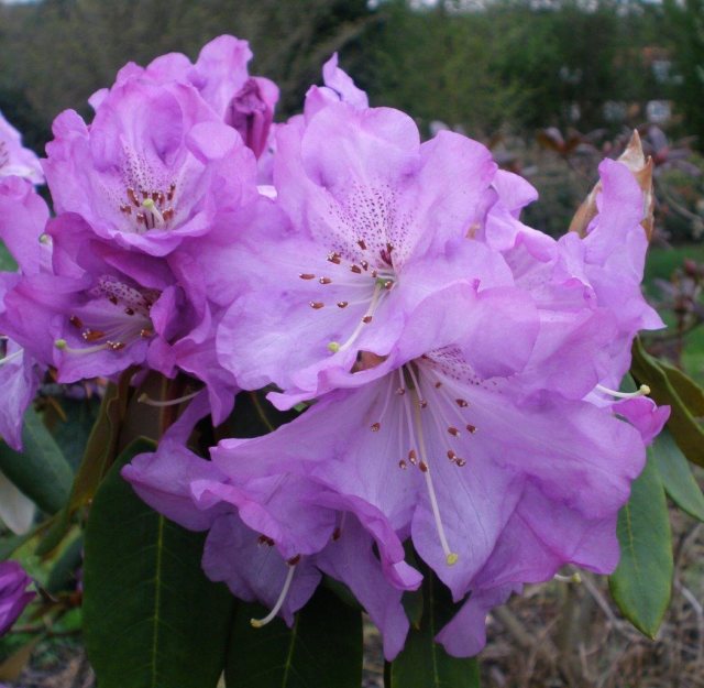 Rhododendron Graham Thomas