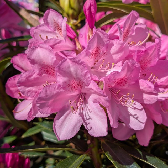 Rhododendron Graziella