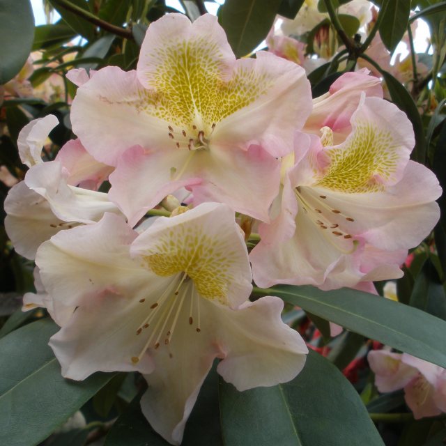 Rhododendron Greensleeves