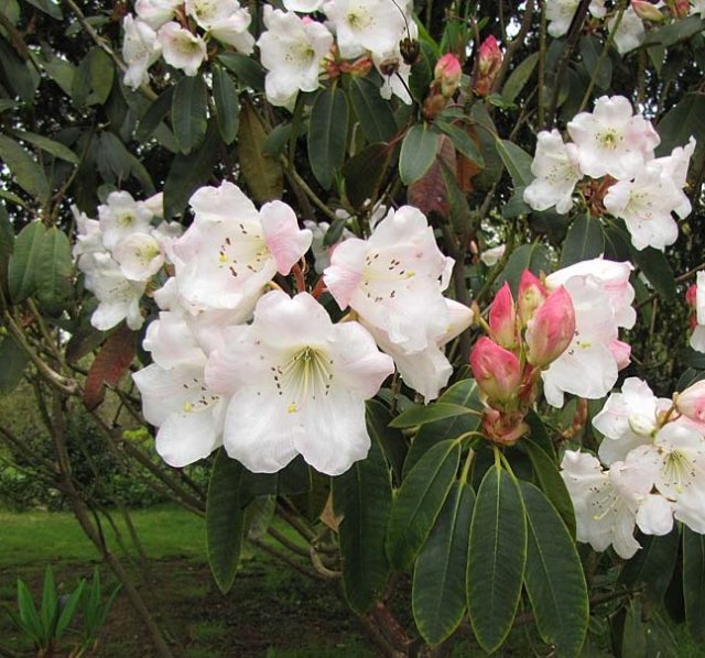 Rhododendron griffithianum