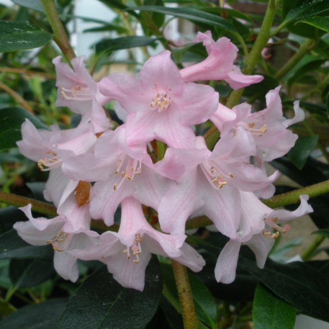 Rhododendron Hammondii