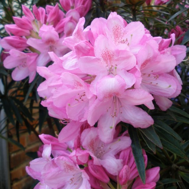 Rhododendron Hampshire Belle