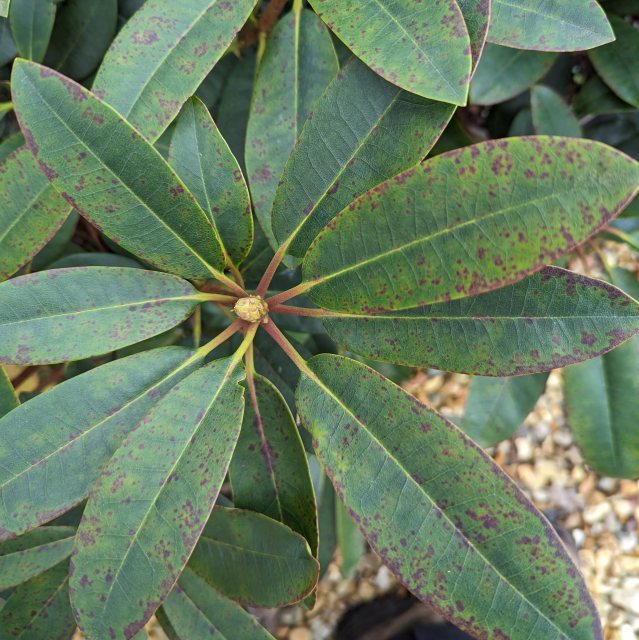 rhododendron c200 Southgate Radiance Rhododendron