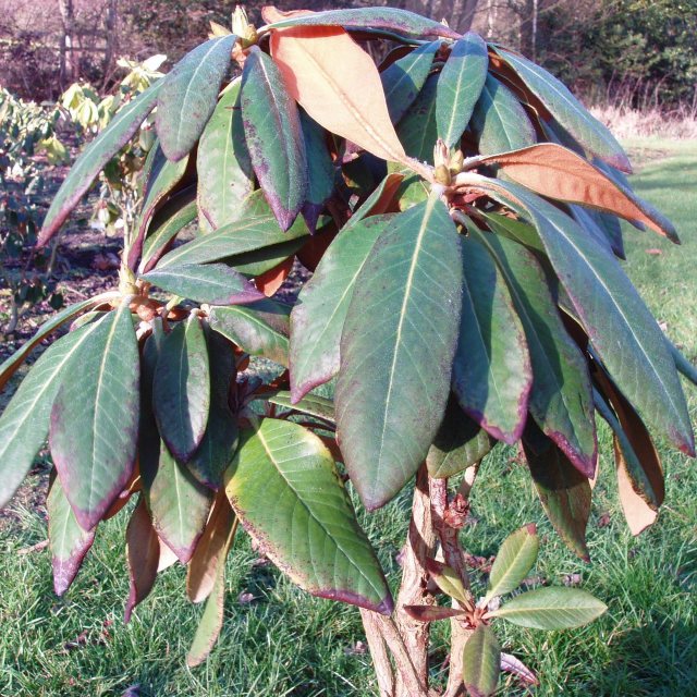 Rhododendron heatheriae
