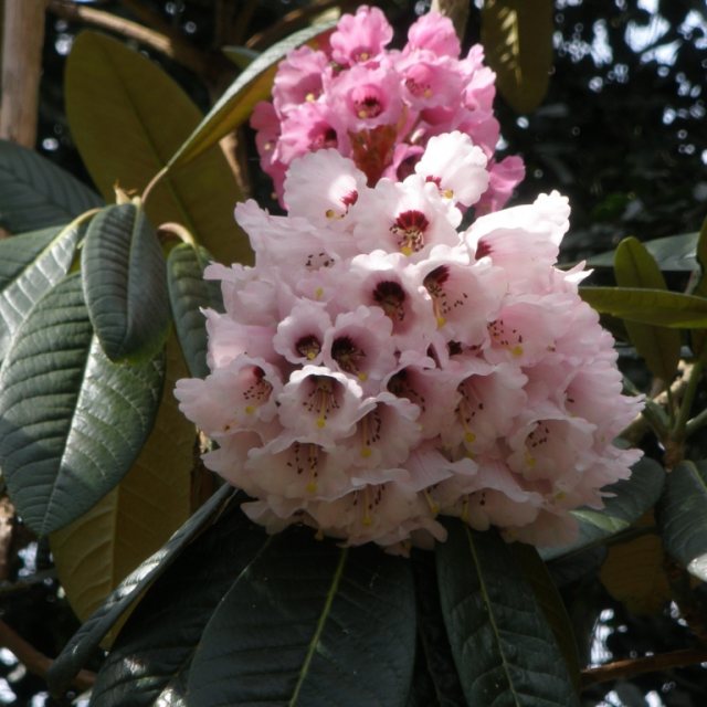 Rhododendron hodgsonii