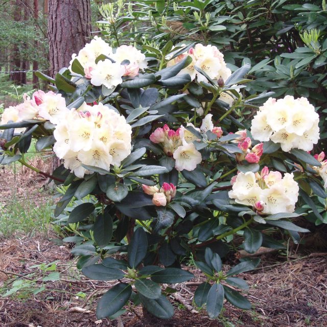 Rhododendron Horizon Monarch - Buy Horizon Monarch Rhododendrons