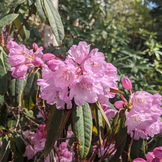 Rhododendron huianum   EGM 316