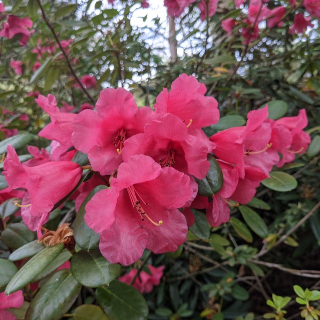 Rhododendron Hummingbird