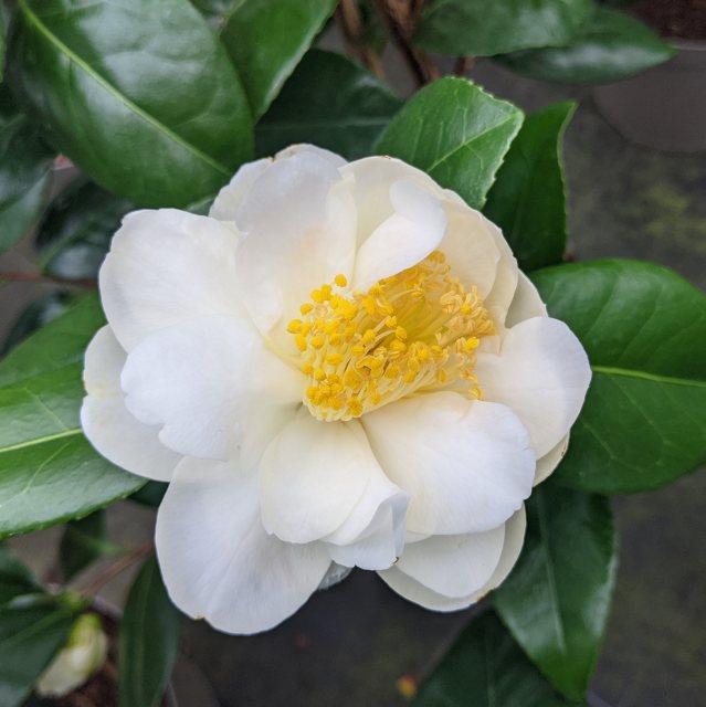 Camellia japonica 'Silver Anniversary' AGM