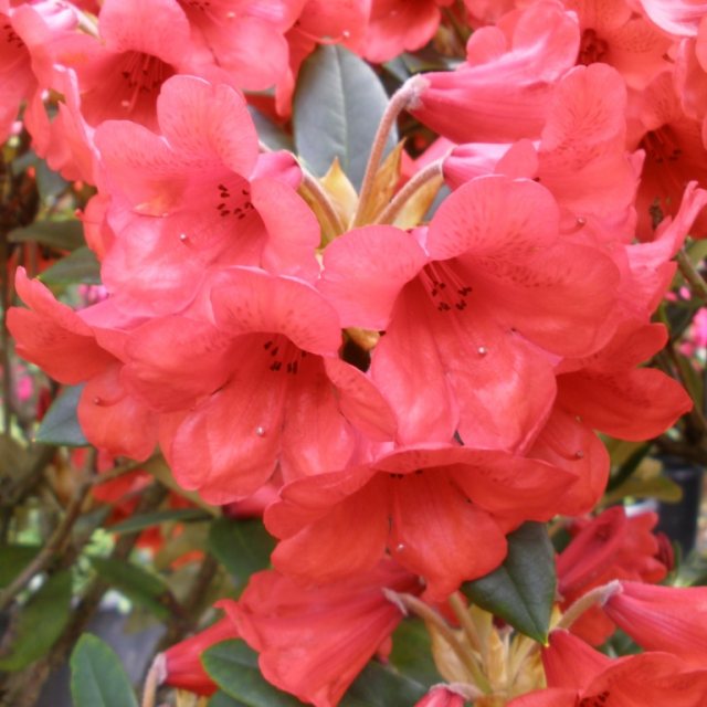 Rhododendron Hussar 'Seconds'
