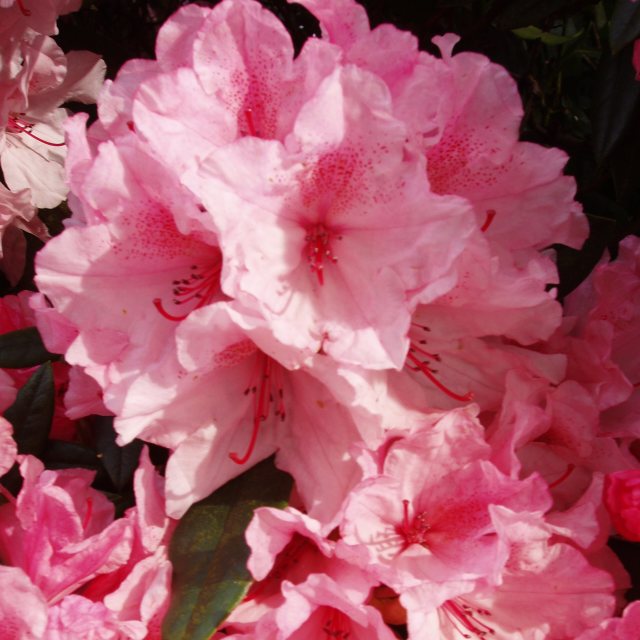 Rhododendron Hydon Dawn STANDARD