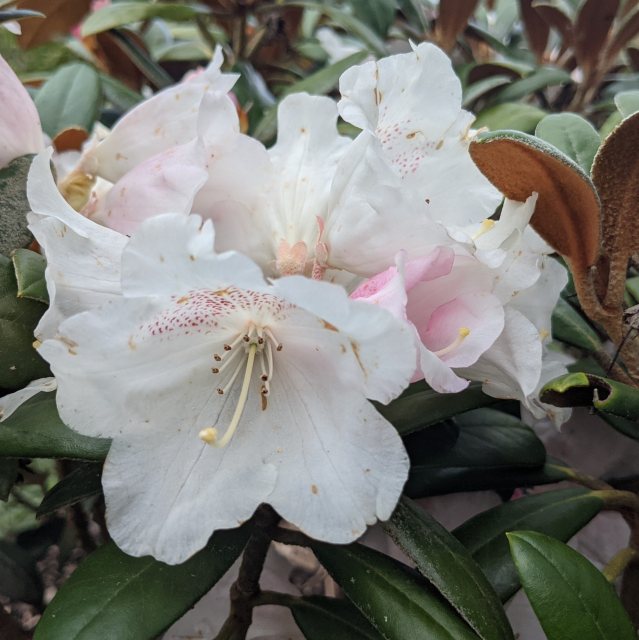 Rhododendron Hydon Velvet