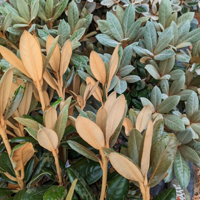 Hydon Velvet Rhododendron - Buy Hydon Velvet yakushimanums online - Millais  Nurseries