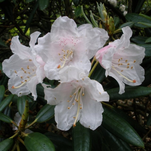 Rhododendron hyperythrum