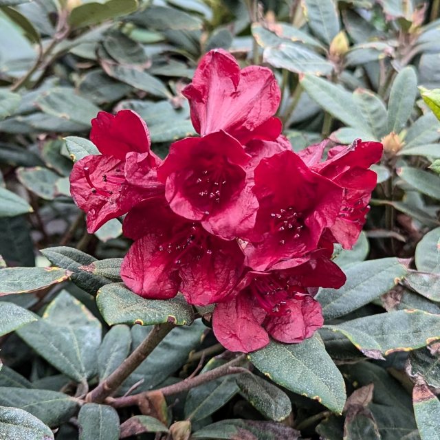 Rhododendron Impi