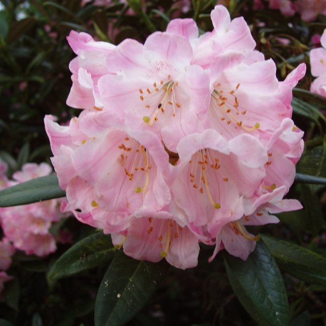 Rhododendron insigne  AGM