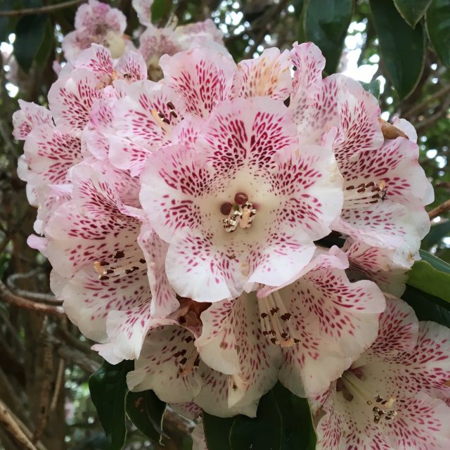 Rhododendron irroratum 'Polka Dot'