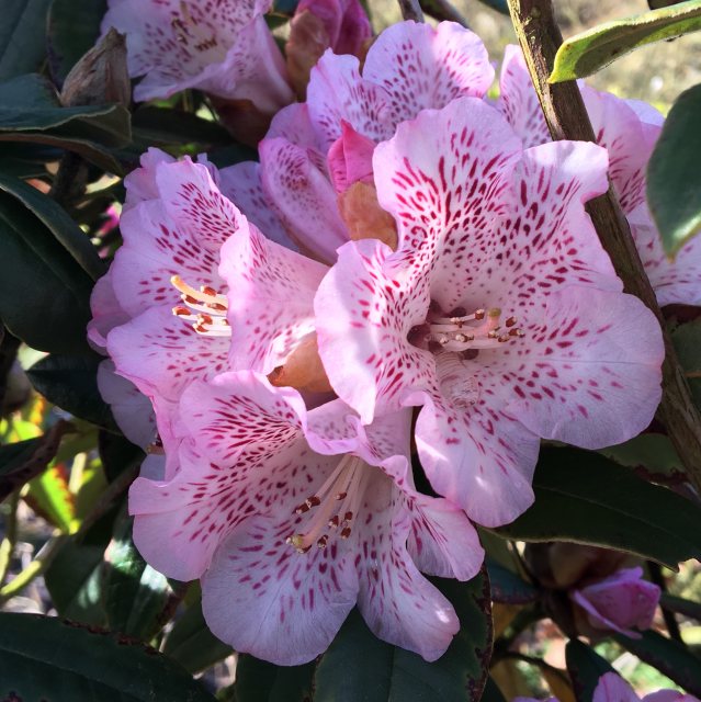 Rhododendron irroratum 'Polka Dot' - Buy irroratum 'Polka Dot' Rhododendrons  - Millais Nurseries