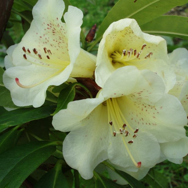 Rhododendron irroratum ssp. yiliangense  EGM 339