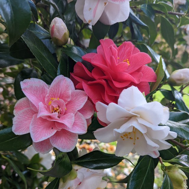 Camellia japonica 'Lady Vansittart'