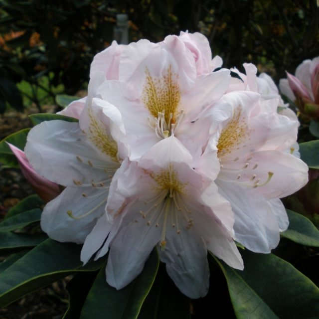 Rhododendron James Burchett  AGM