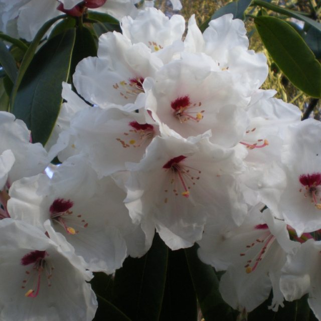 Rhododendron Janet