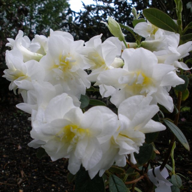 Rhododendron johnstoneanum 'Double Diamond'