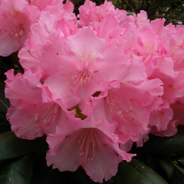 Kalinka Rhododendron - Buy Kalinka yakushimanum Rhododendrons online -  Millais Nurseries