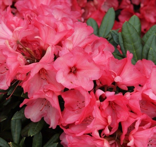 Rhododendron Karminkissen
