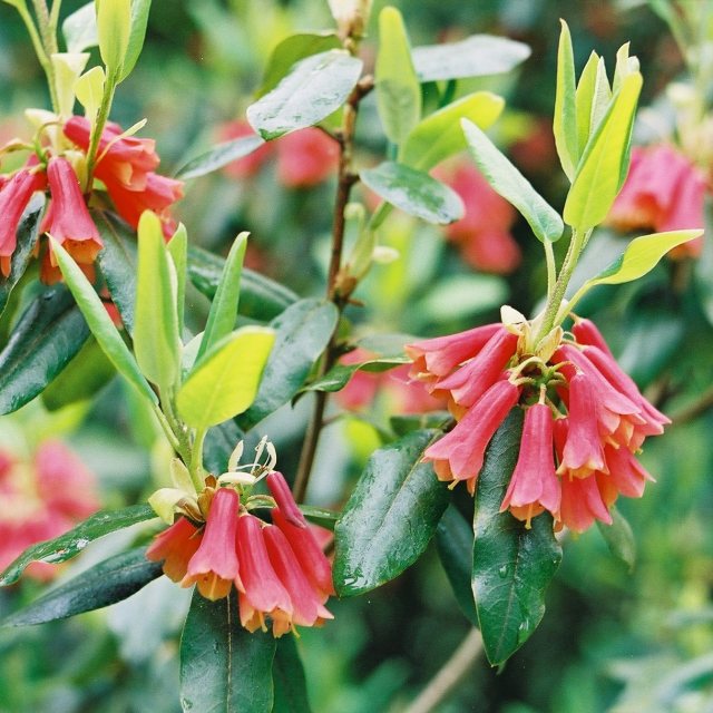 Rhododendron keysii